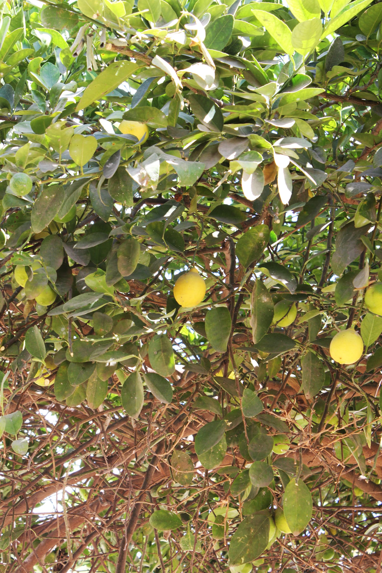 citron